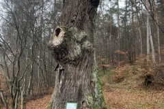 panneau-gros-chene-1-1-1-768x1024